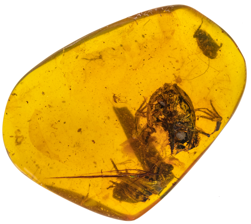 Frog from Cretaceous Burmese amber.